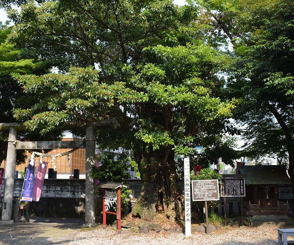 音無神社のタブの木 市指定天然記念物 伊東市