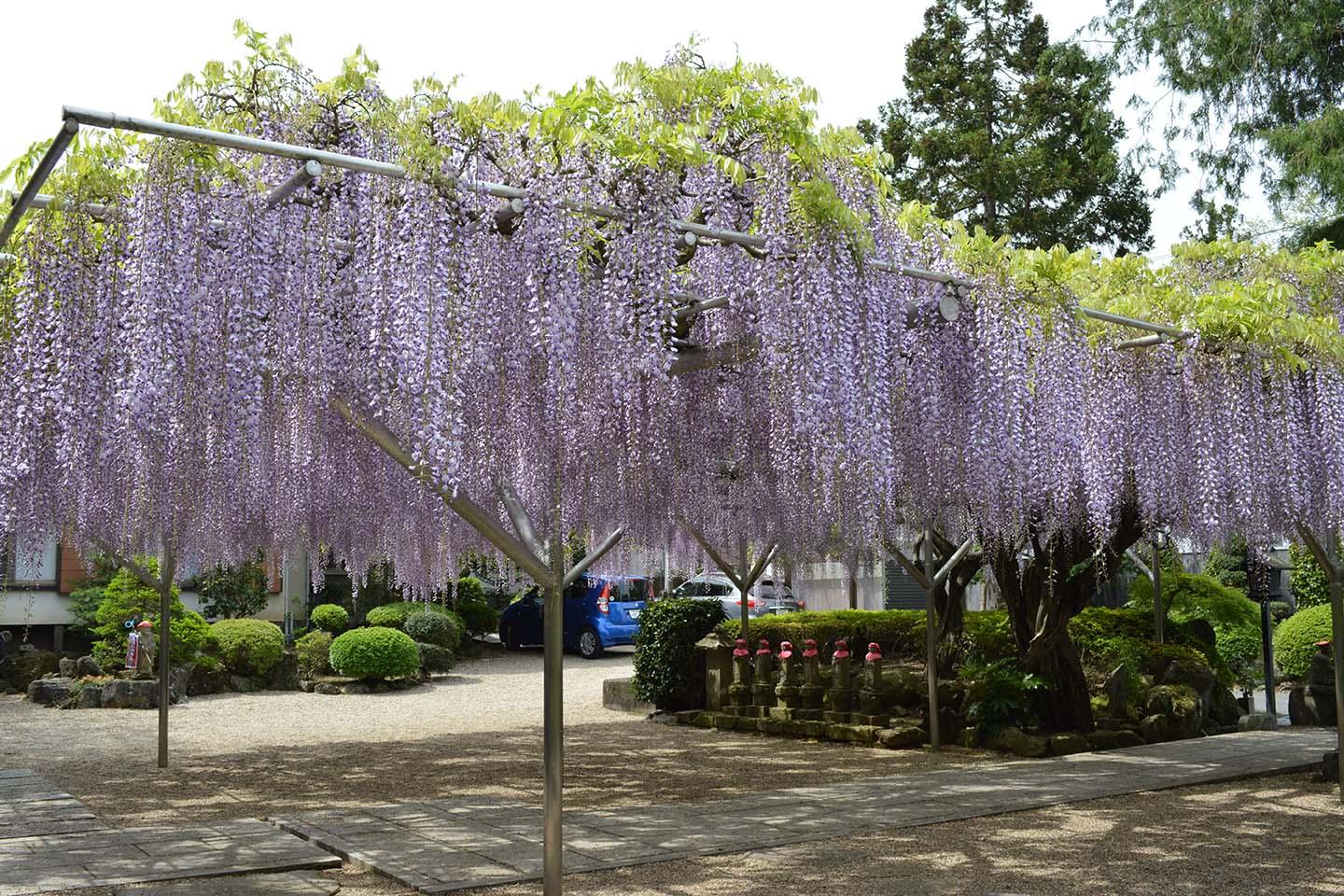 林泉寺のフジの写真