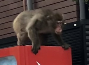 サル出没時撮影（R7大原町）