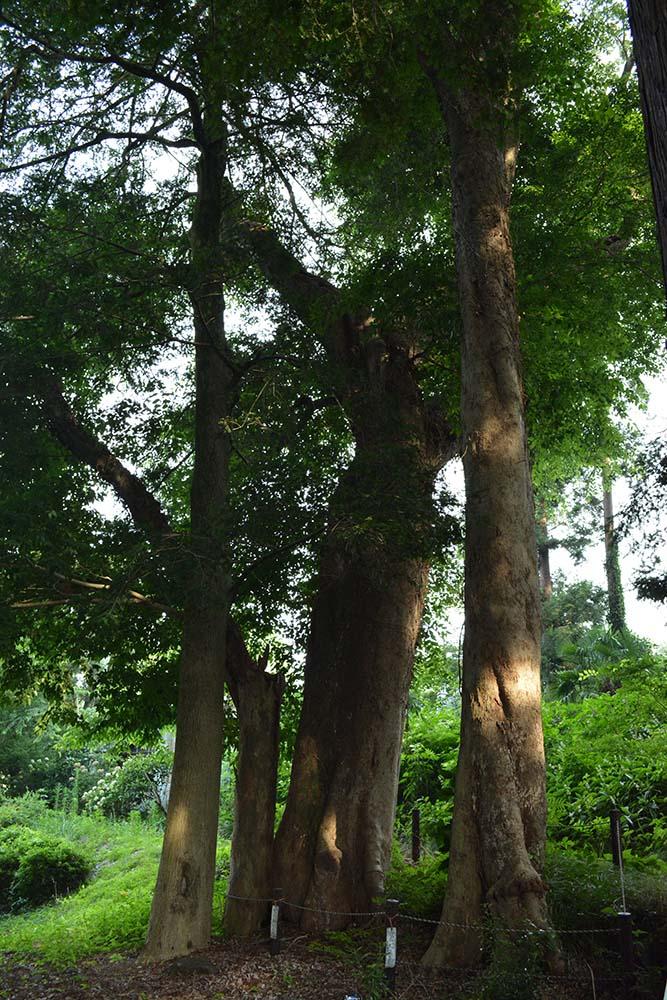 荻ムクの木の写真