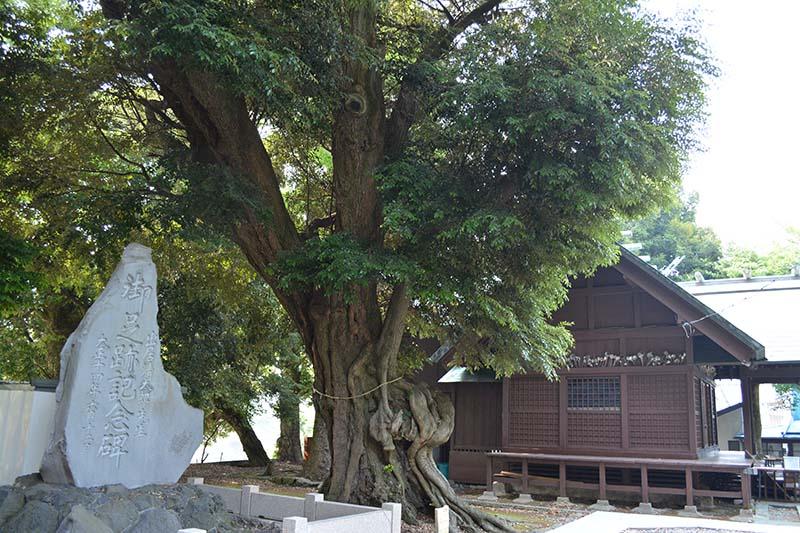 音無神社シイの木の写真