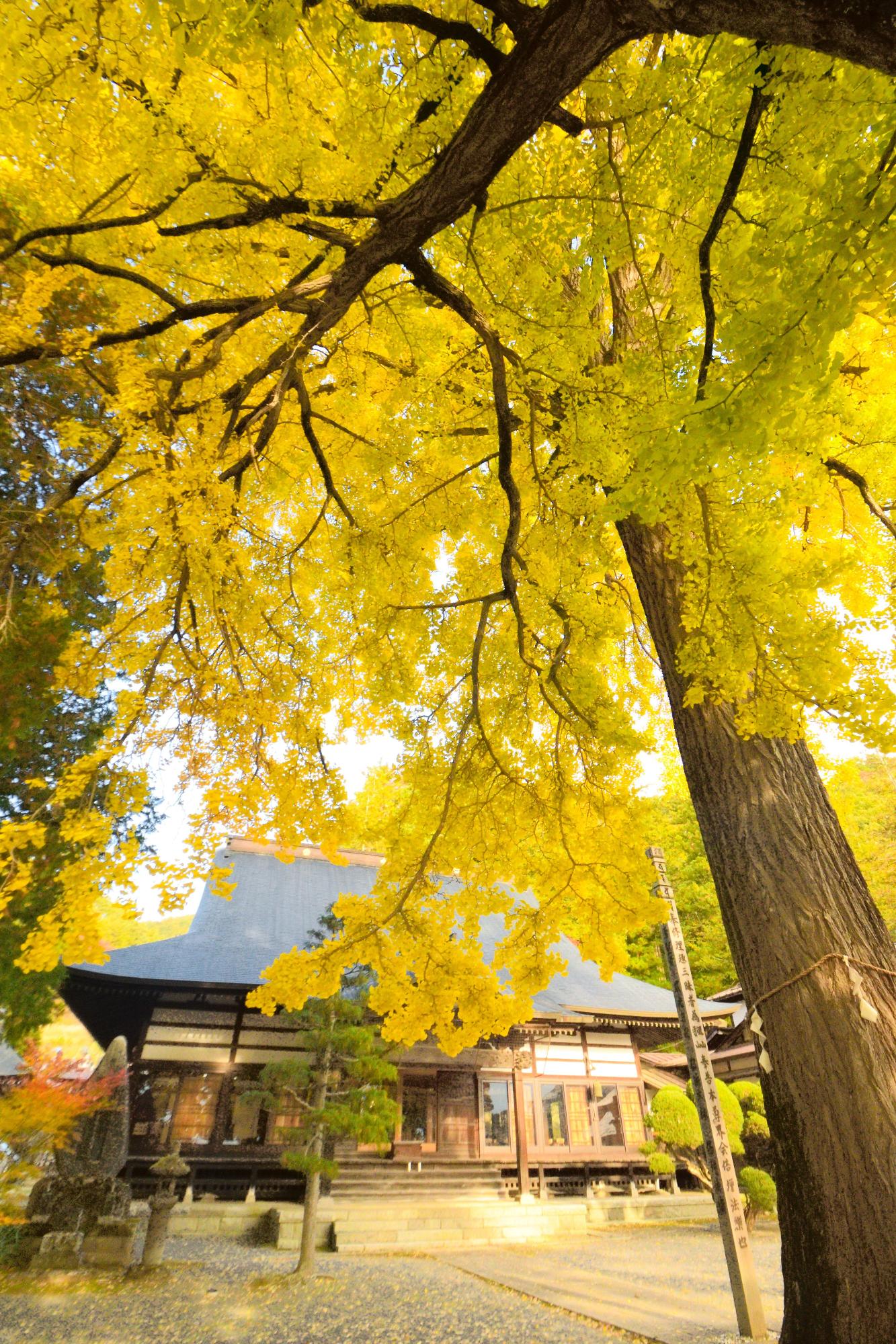 伊東市賞「大きな銀杏に見守られて」