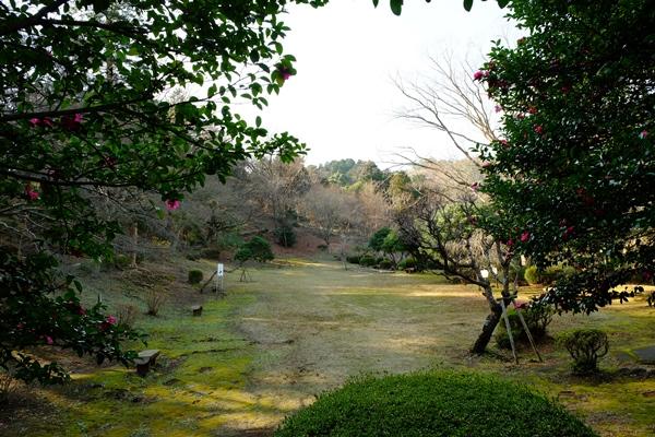 木々に囲まれた芝生のオープンスペースの写真