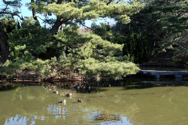小室山公園の池の写真
