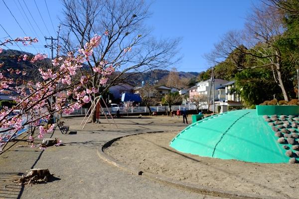 桜が咲く公園の写真