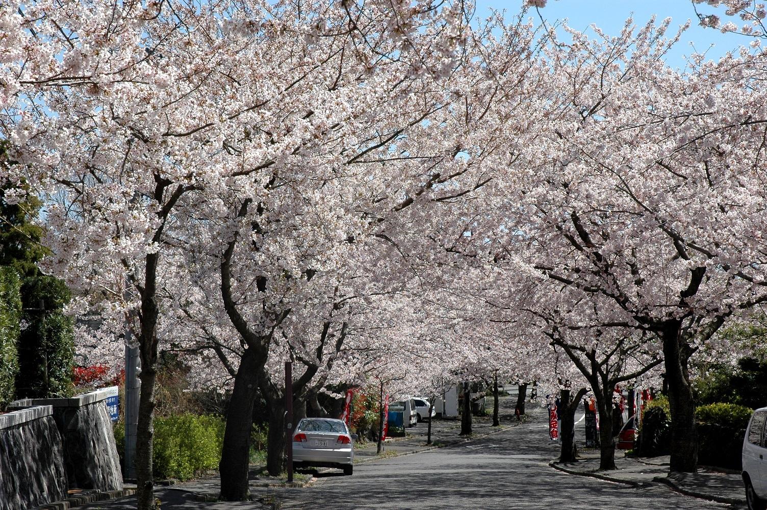 道路脇の満開の桜並木の写真