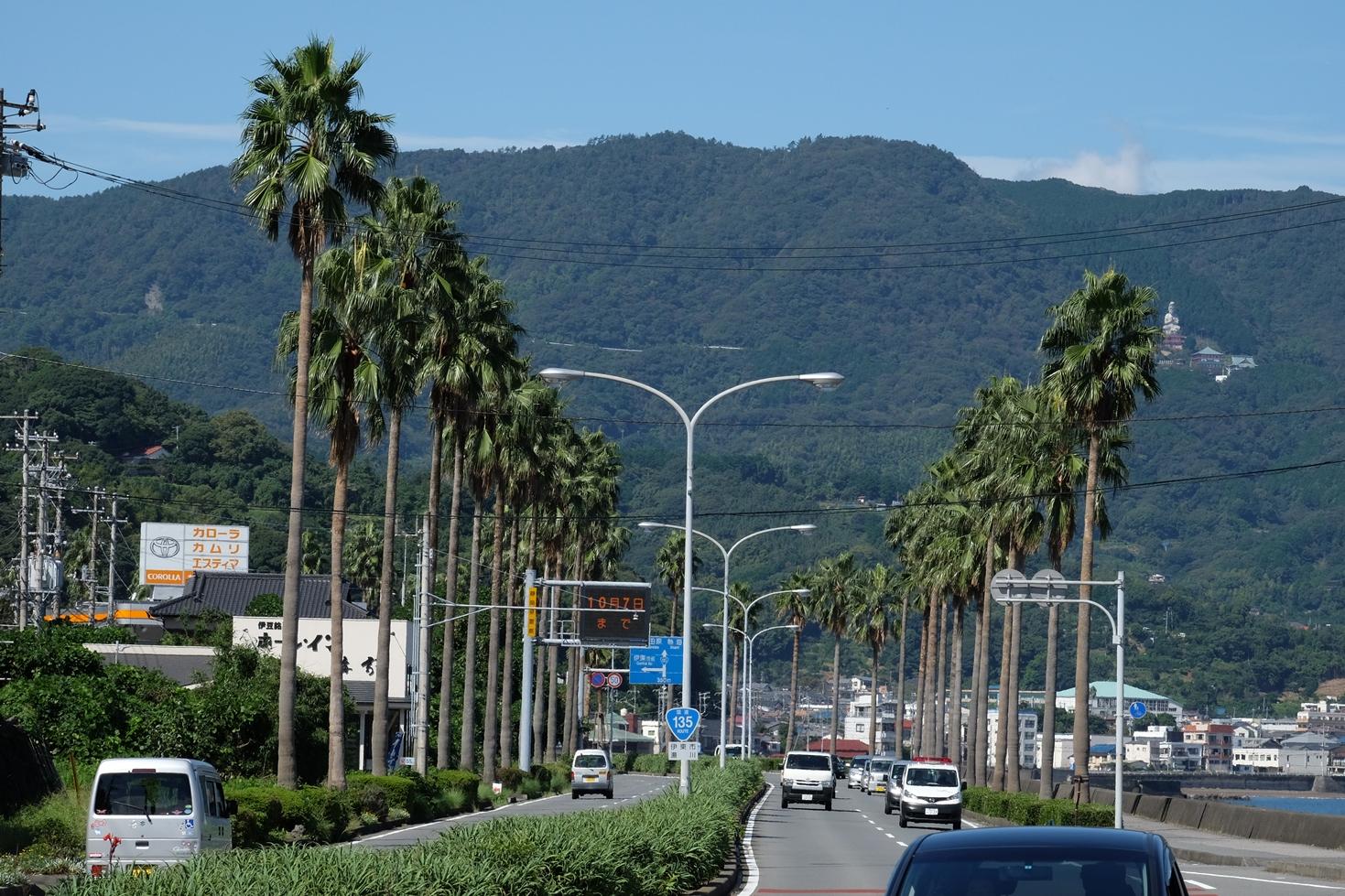 国道135号バイパスのワシントンヤシ並木の写真