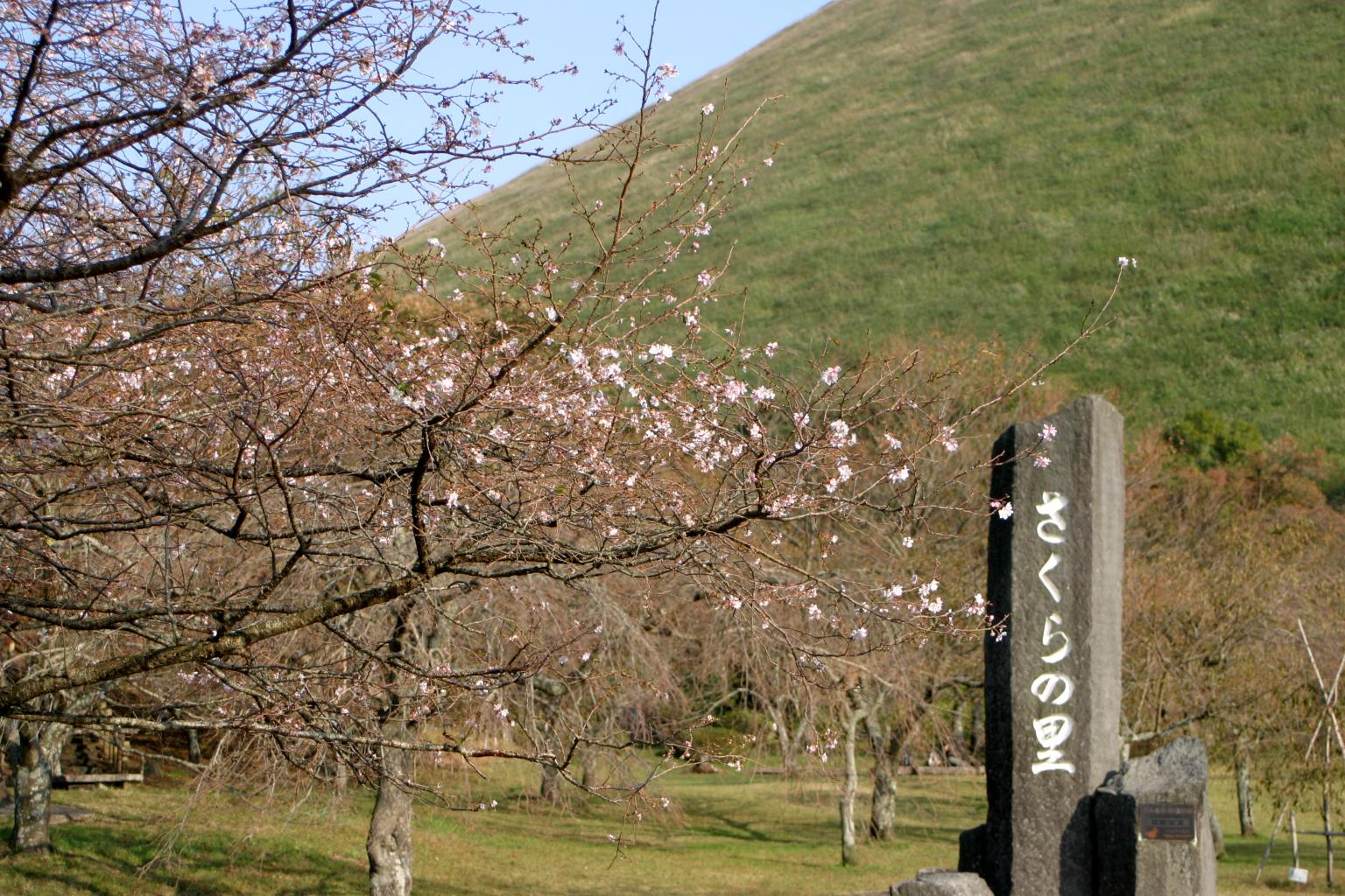 さくらの里の銘石と桜の木の写真