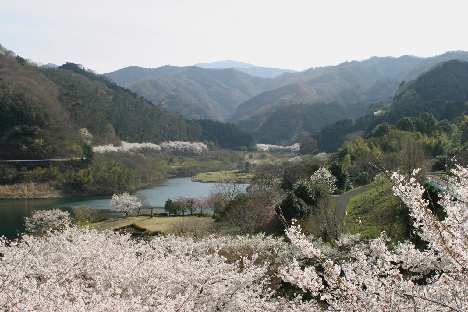 十足に咲く桜の木の写真