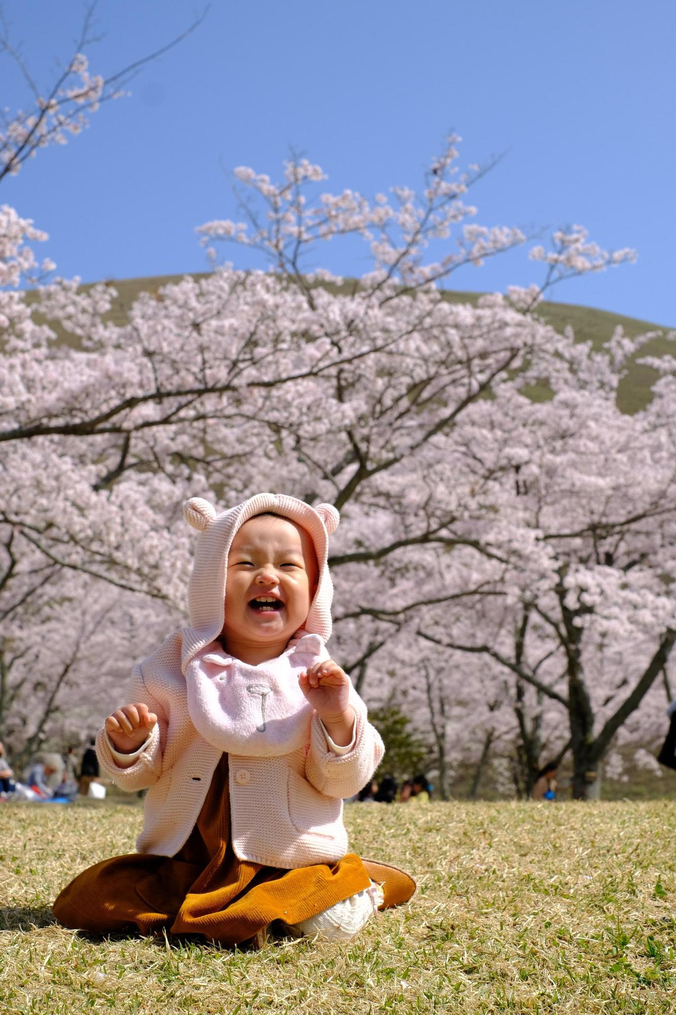 満開の桜を背に芝生の上に座る赤ちゃんの写真